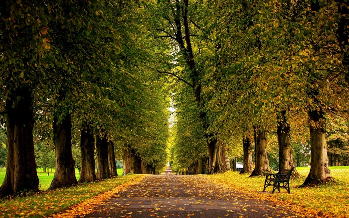 4K Scenic Tree-Lined Pathway in Autumn Park