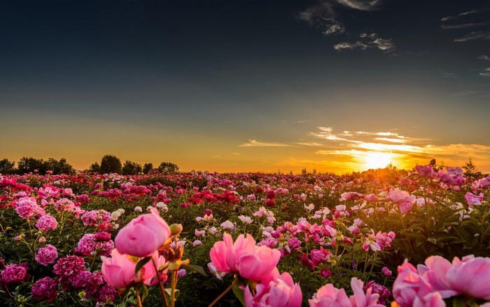 Field of pink and red peonies at sunset