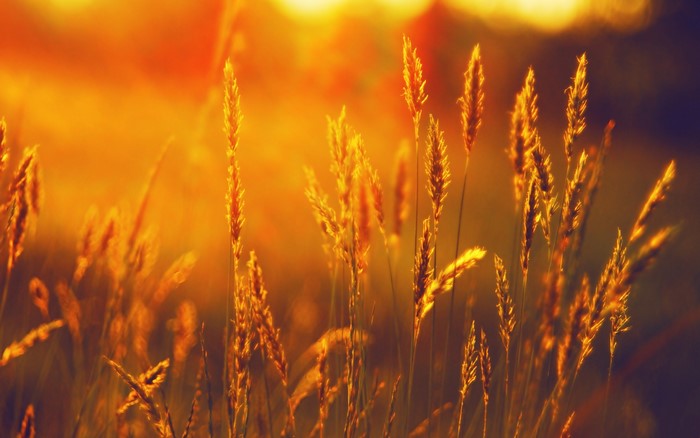 Wheat field at sunset