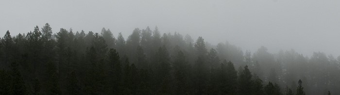 Misty forest landscape