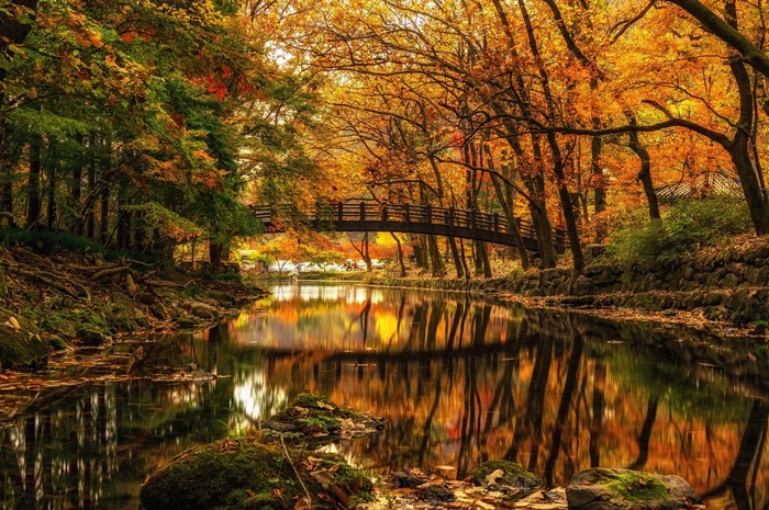Autumn forest with a bridge over a reflective river