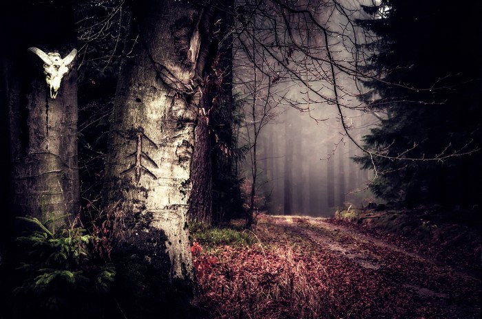 Skull on a tree in a misty forest