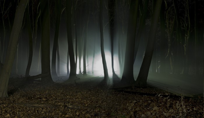 Dark forest at night with mist and fallen leaves