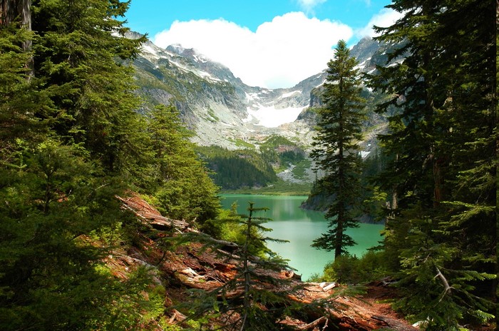 Serene Mountain Lake Surrounded by Evergreen Forest