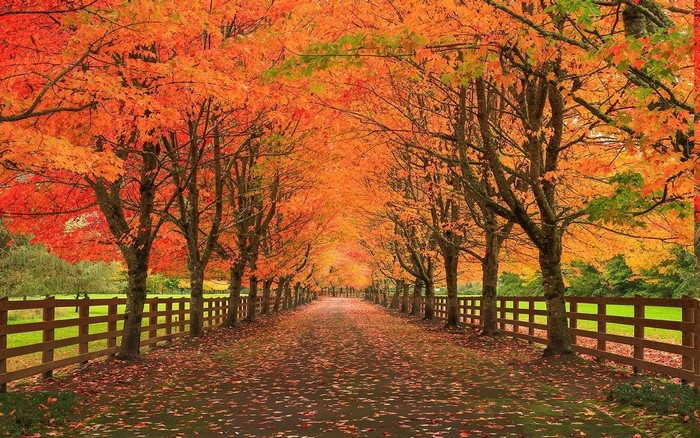 Autumn tree-lined road with fallen leaves and fence