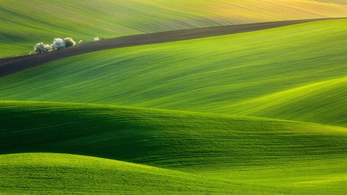 Rolling green hills with trees and dark soil