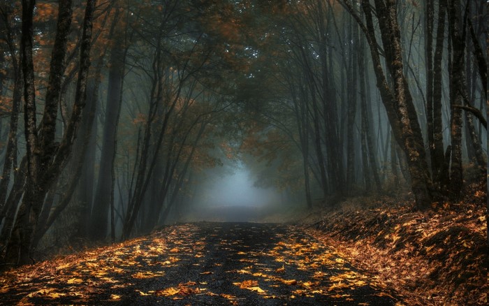 Misty forest road covered in autumn leaves