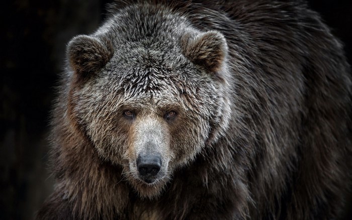 Close-up of a grizzly bear's face