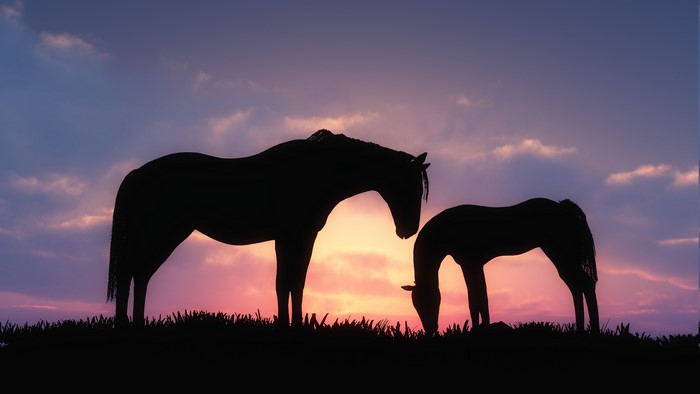 Two horses silhouetted against a sunset sky