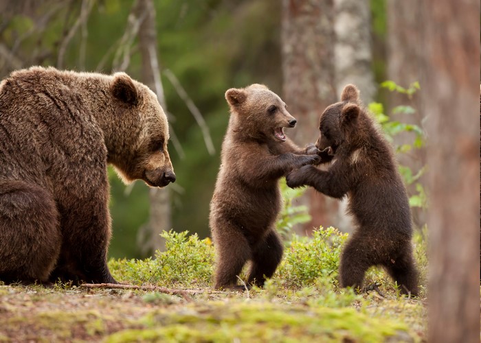 Mother bear watches cubs play in forest