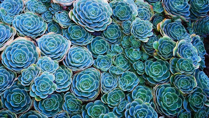 Close-up of blue-green succulents in a dense cluster