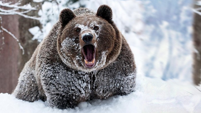 Snow-covered Bear Roaring in Winter Forest