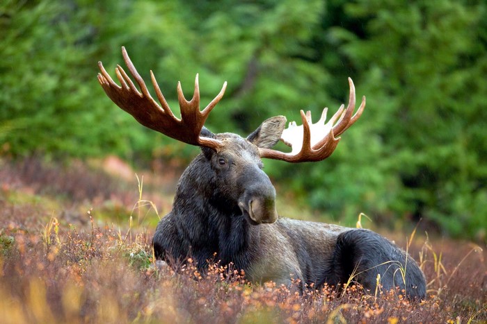 Moose resting in a field with antlers