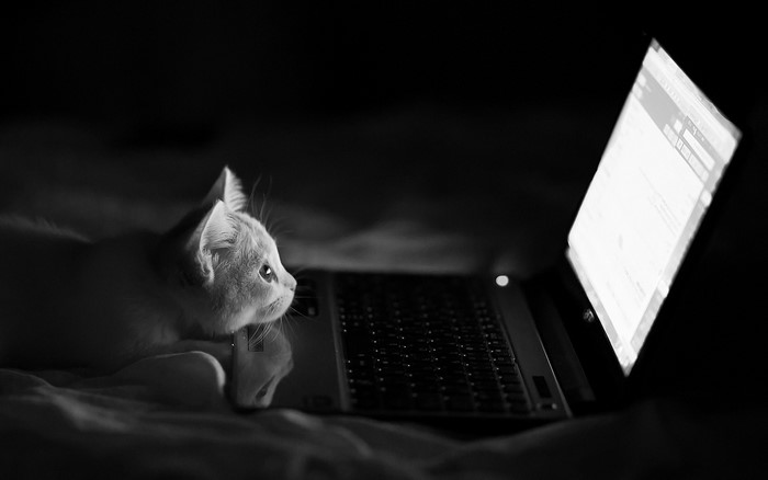 Cat looking at a laptop screen in monochrome