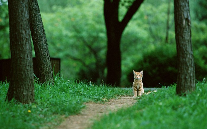 Small Cat Sitting on Path in Green Park