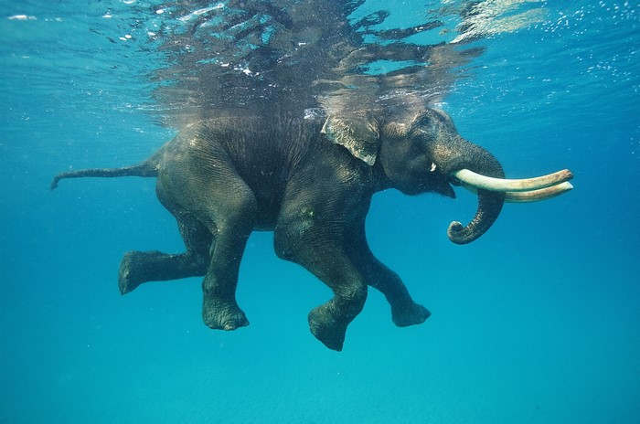 Elephant swimming underwater in blue water