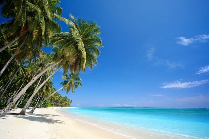 Beach with palm trees and turquoise ocean under blue sky