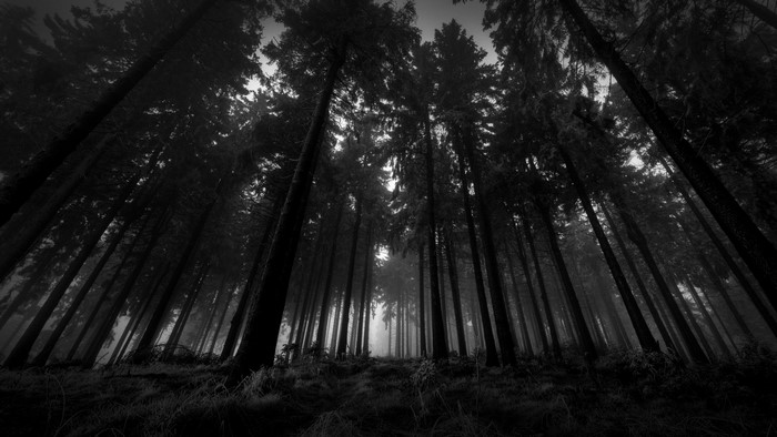 Dark forest with tall trees and fog