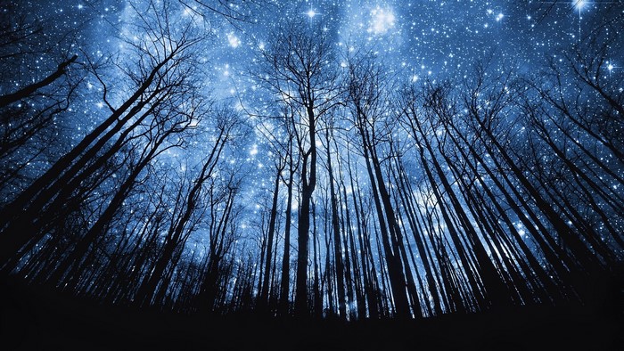 Silhouette of trees against a starry night sky