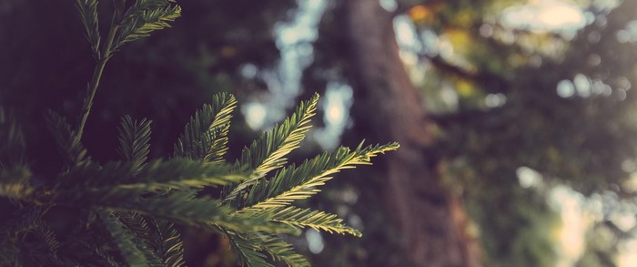 Close-up of pine needles with blurred forest background