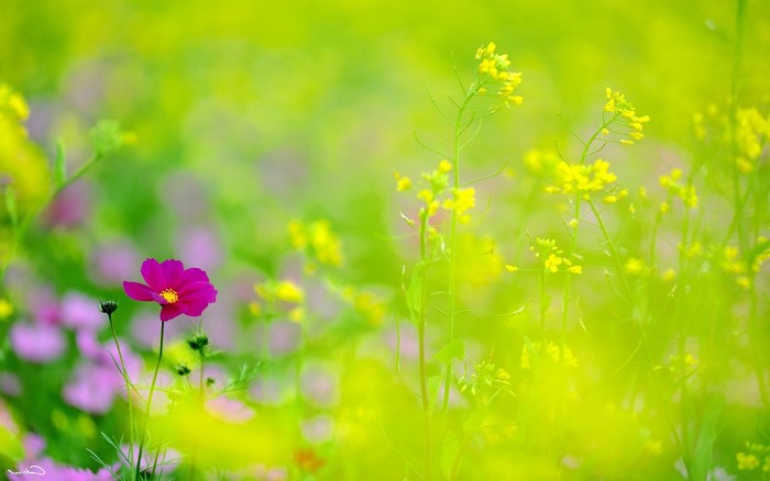 Pink cosmos flower in a field of yellow flowers