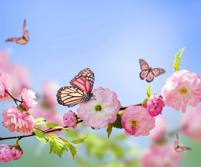 Monarch butterflies on pink cherry blossoms