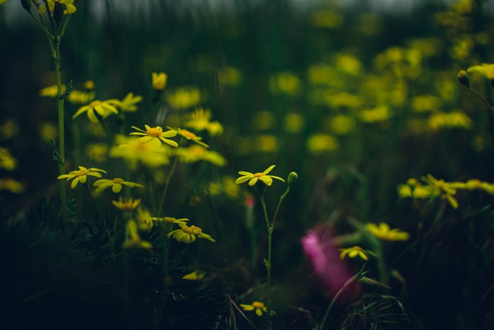 Yellow flowers in a dark, blurry field with bokeh