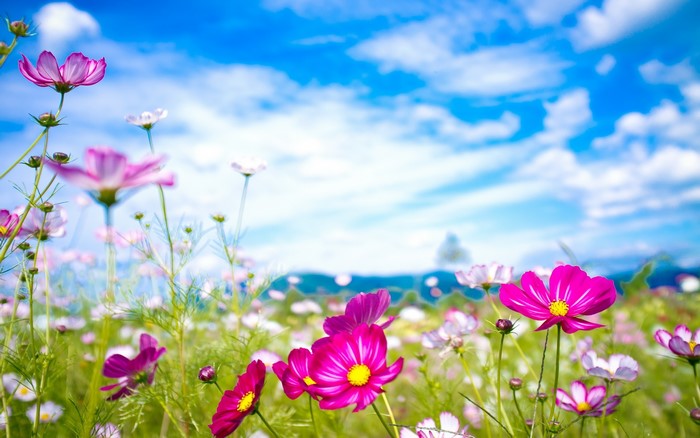 Field of Cosmos Flowers Under a Blue Sky