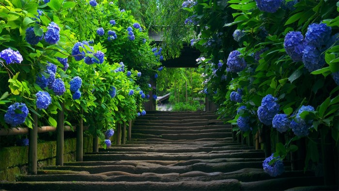 Stone staircase lined with blue hydrangeas