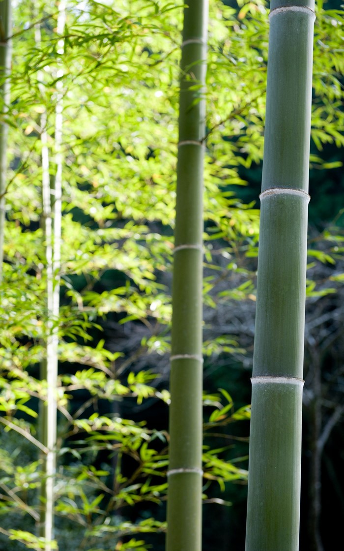 Green bamboo stalks in a forest