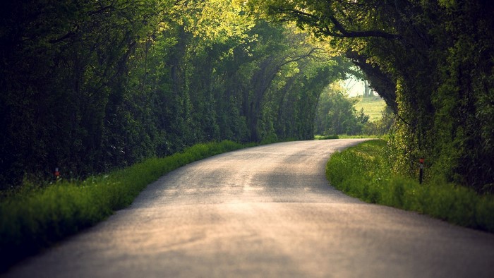 Road through a green tree tunnel