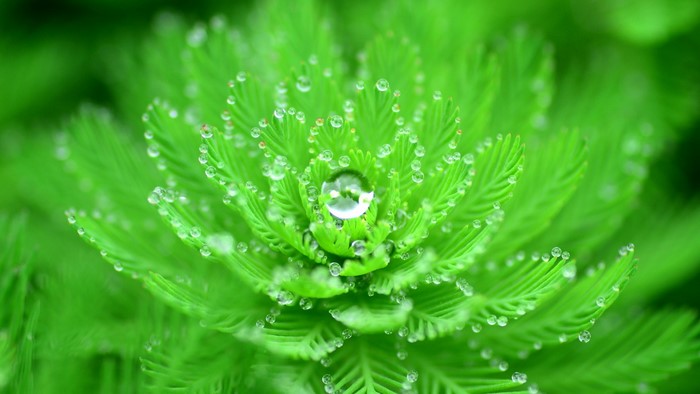 Macro shot of green plant with water droplets