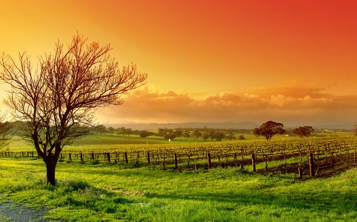 Vineyard at sunset with a bare tree