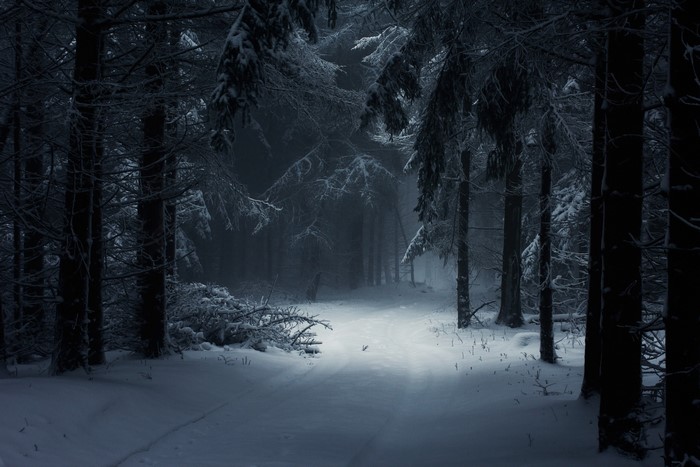 Snowy forest path with mist and trees