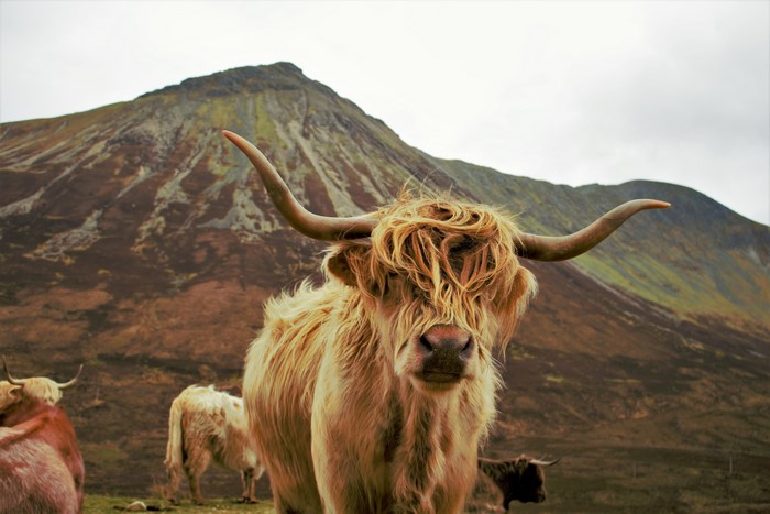 Highland cattle in front of a mountain