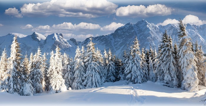 Snow-Covered Pine Trees in Mountain Winter Landscape