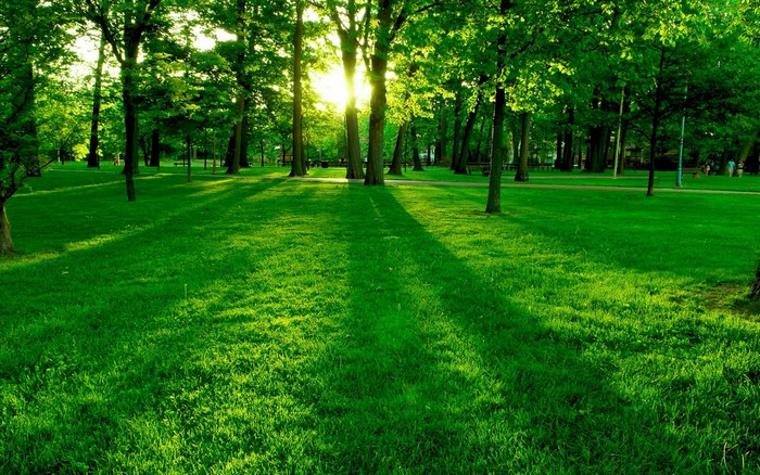 Sunrise Shining Through Green Trees in a Park