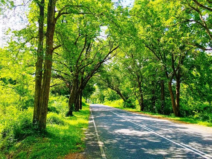 Road through a green forest in Sri Lanka