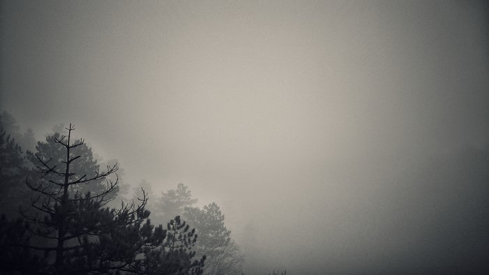 Monochrome forest in mist