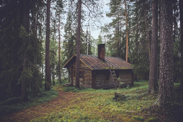 Wooden cabin in a dense forest