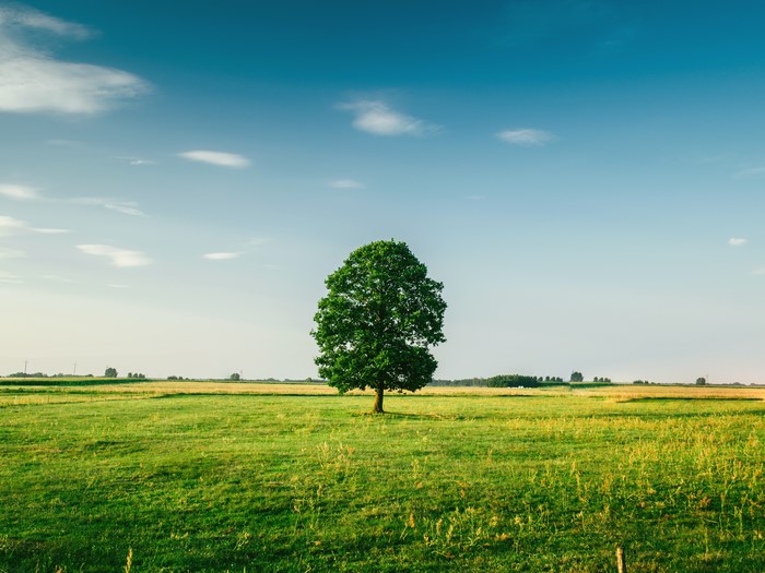Lone tree in a vast green field under a blue sky