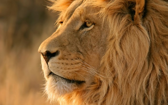 Majestic Close-Up of a Lion's Profile