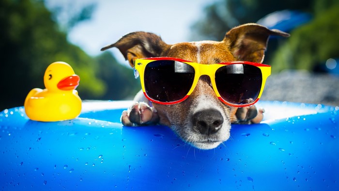 Dog wearing sunglasses with a rubber duck