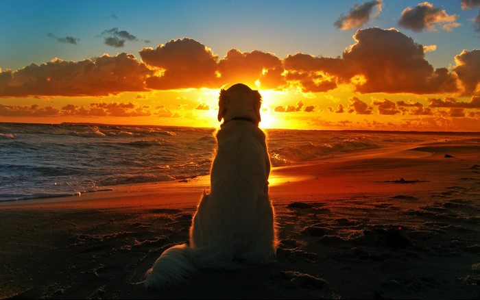 Golden retriever watching sunset on beach