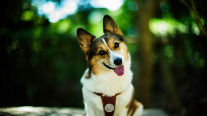 Corgi dog with tongue out in nature