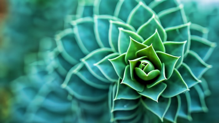 Macro shot of a succulent plant