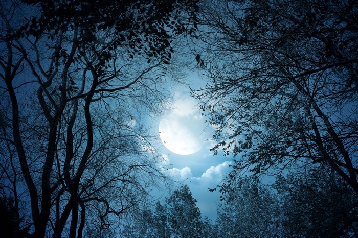 Dark forest trees silhouetted against a full moon at night