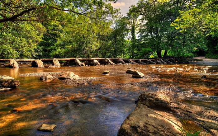 Stone stepping stones across a shallow river in a forest