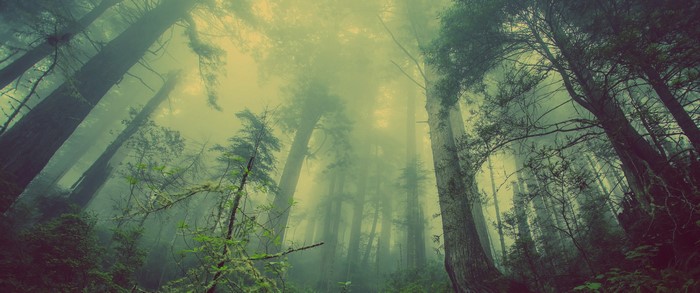 Misty forest with tall trees