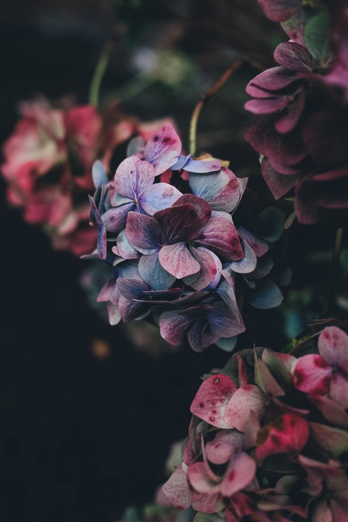 Close-up of Colorful Hydrangea Flowers in Soft Light